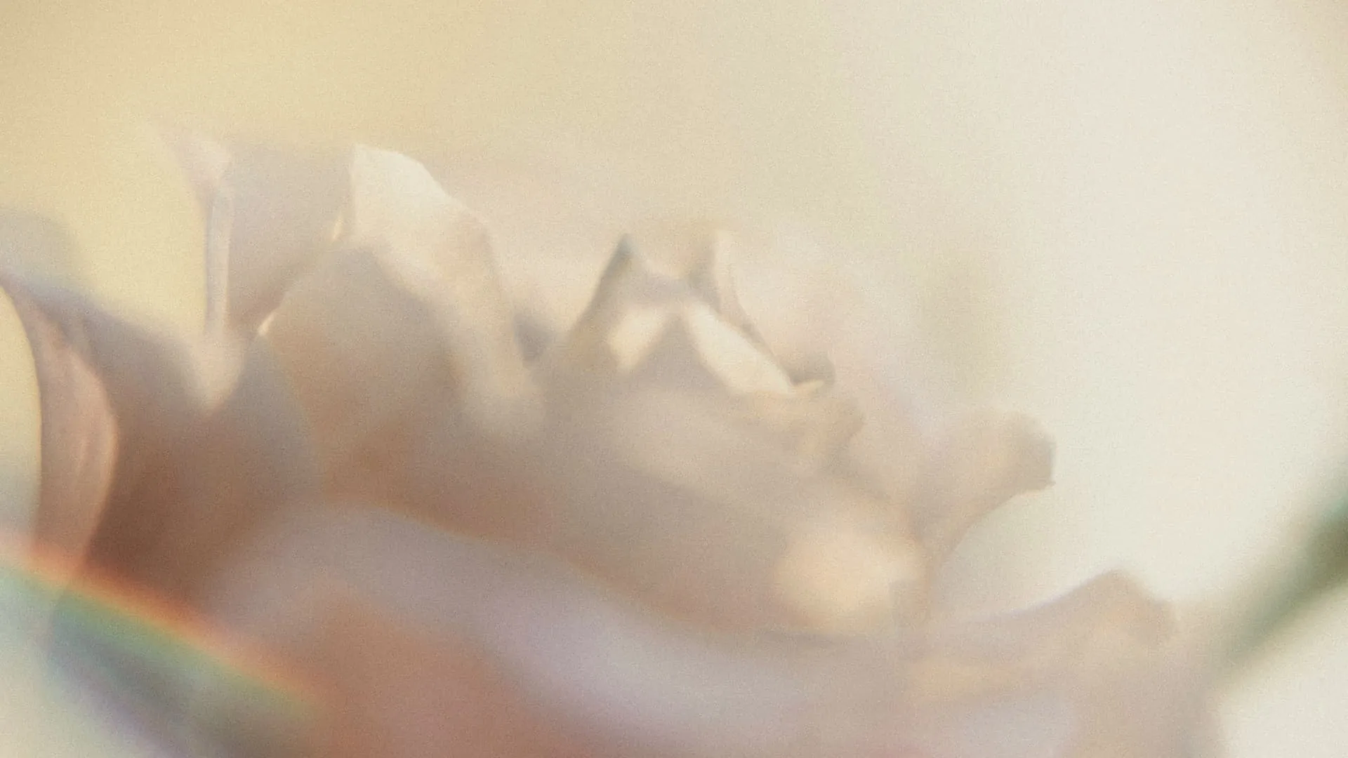 Soft cream flower with a rainbow flare