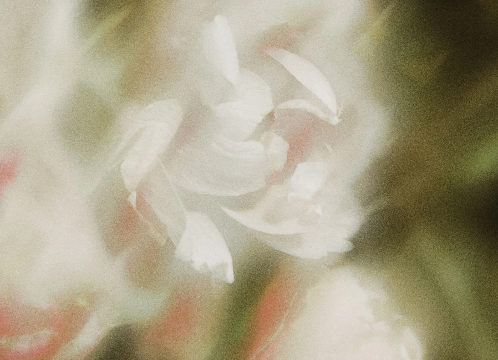 Soft-focus white peony in blush and olive tones