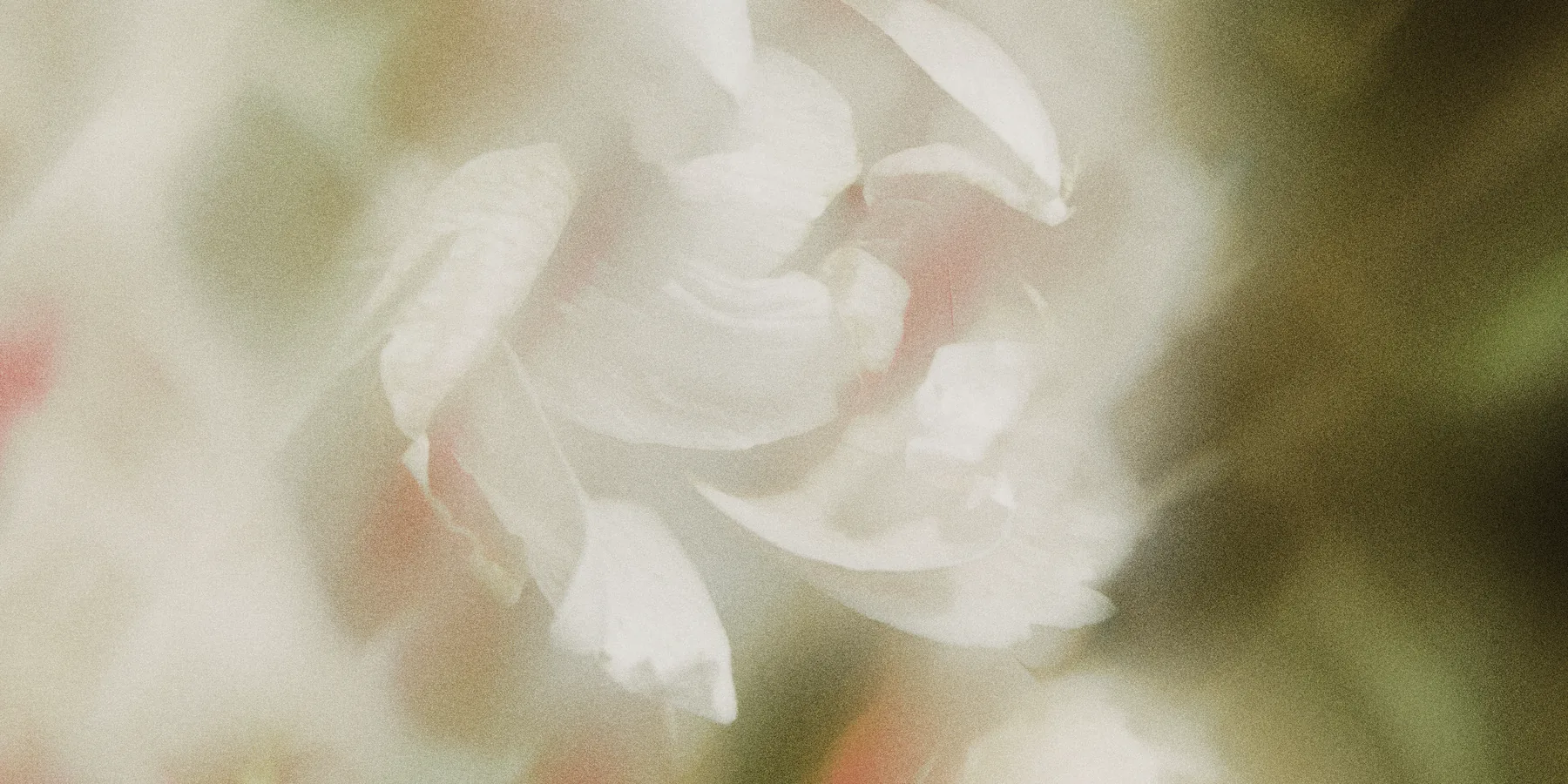 Soft-focus white flowers in warm natural light